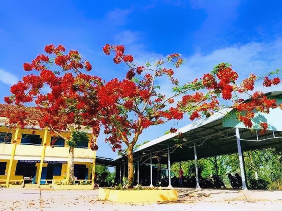 Hình ảnh cây phượng dỏ ở sân trường